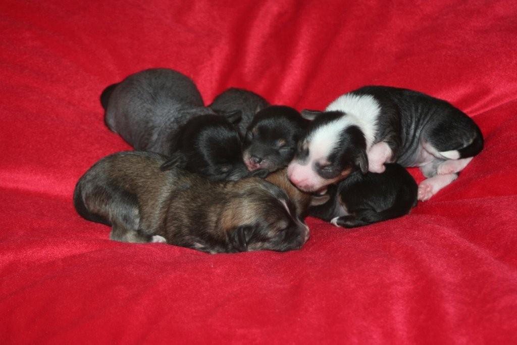 J-litter