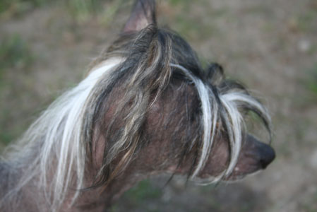 prillan1.jpg